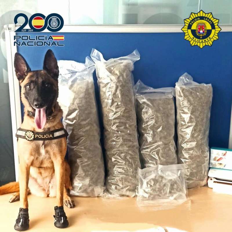 El perro de la Unidad Canina de la Policía Local de Alicante que frustró el envío de más de cuatro kilos de marihuana a Rumanía, en una imagen facilitada a EFE por el Ayuntamiento.
