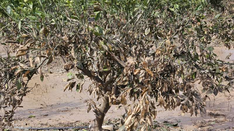 Daños provocados por la DANA en un campo de cítricos. / EPDA