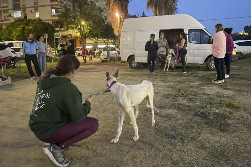 Los animales son también víctimas de la DANA. EFE/Loli Benlloch
