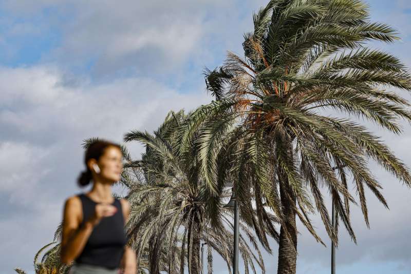 Palmeras agitadas por fuerte viento. EFE/Ana Escobar/Archivo